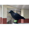 Repulsator Birds Répulsif électronique anti Pigeons et Oiseaux