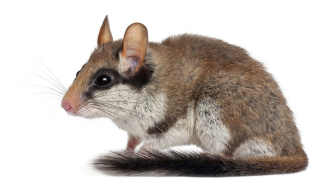 Loirs D barrasser Ses Combles De Cet Animal