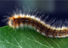 Chenille Processionnaire