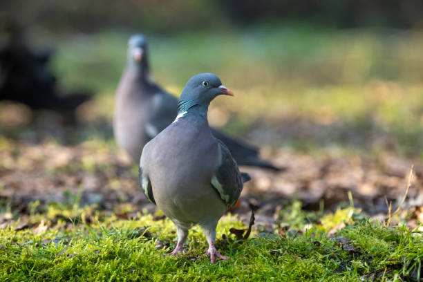 pigeon dans les bois