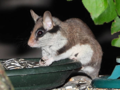 Que mange un lérot ?