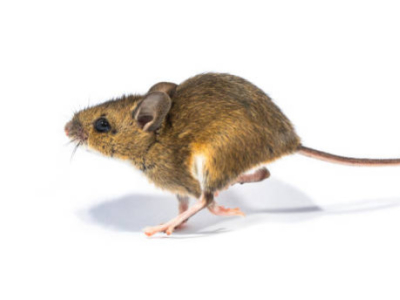Quelles méthodes pour se débarrasser des souris ? 