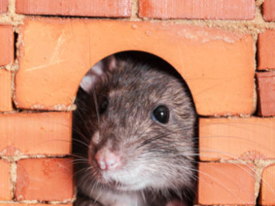 Comment éviter que les rats entrent dans les maisons ? 