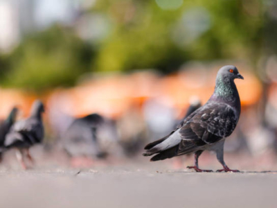 Les pigeons sont-ils dangereux ?