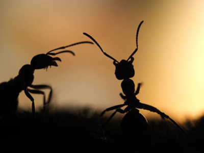 Comment se débarrasser des fourmis chez soi ?