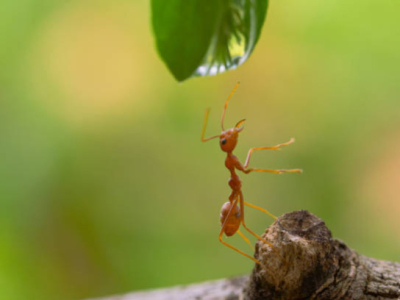 Quels produits utiliser contre les fourmis ?