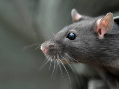 Poisons contre les rats