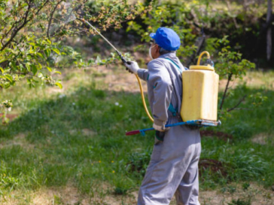 Insecticide guêpe