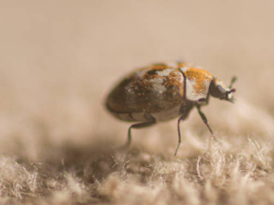 Anthrène : Petit insecte noir rond dans la maison