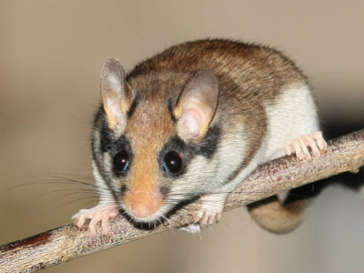 Le lérot : Comment identifier et s'en dérabarrasser